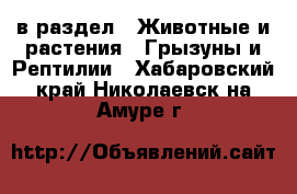  в раздел : Животные и растения » Грызуны и Рептилии . Хабаровский край,Николаевск-на-Амуре г.
